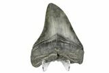 Fossil Megalodon Tooth - South Carolina #168150-2